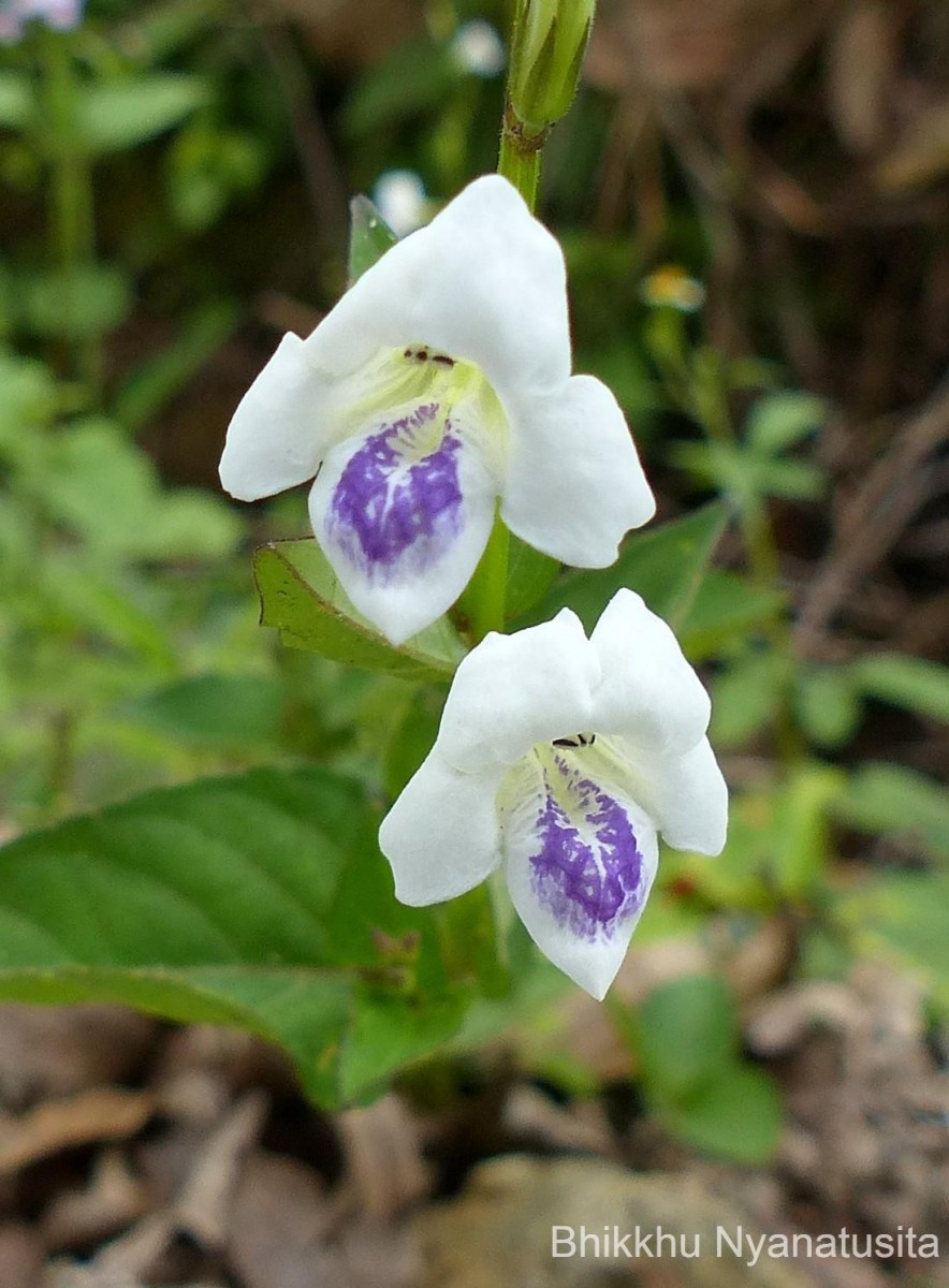 Asystasia gangetica (L.) T.Anderson